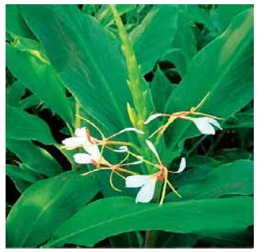 Shati | Kapoor kachari |  Spiked ginger lily| Hedychium Spicatum