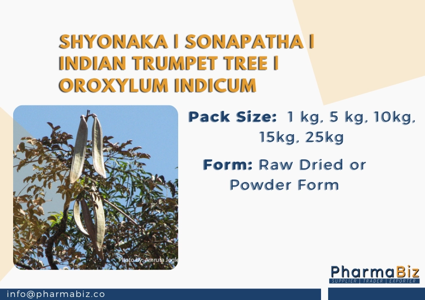 Shyonaka | Sonapatha | Indian trumpet tree | Oroxylum Indicum