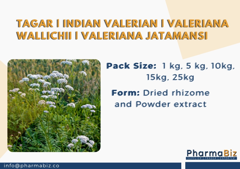 Tagar | Indian valerian | Valeriana Wallichii | Valeriana Jatamansi
