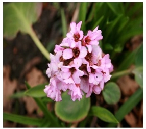 Paashanbheda | Stone breaker |Bergenia Ligulata