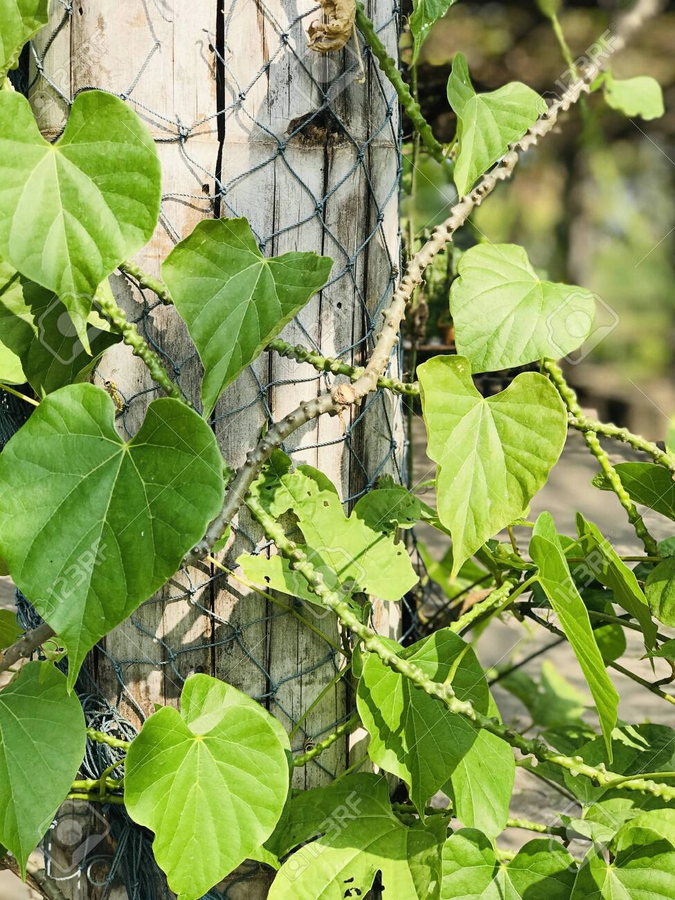 Giloy | Heartleaf moonseed | Tinospora Cordifolia