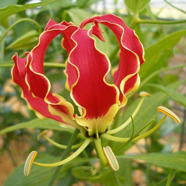 Kalihari | Flame lily | Climbing lily | Glory lily | Gloriosa Superba