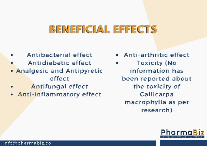 Priyangu | Large-Leaf Beauty Berry | Callicarpa macrophylla