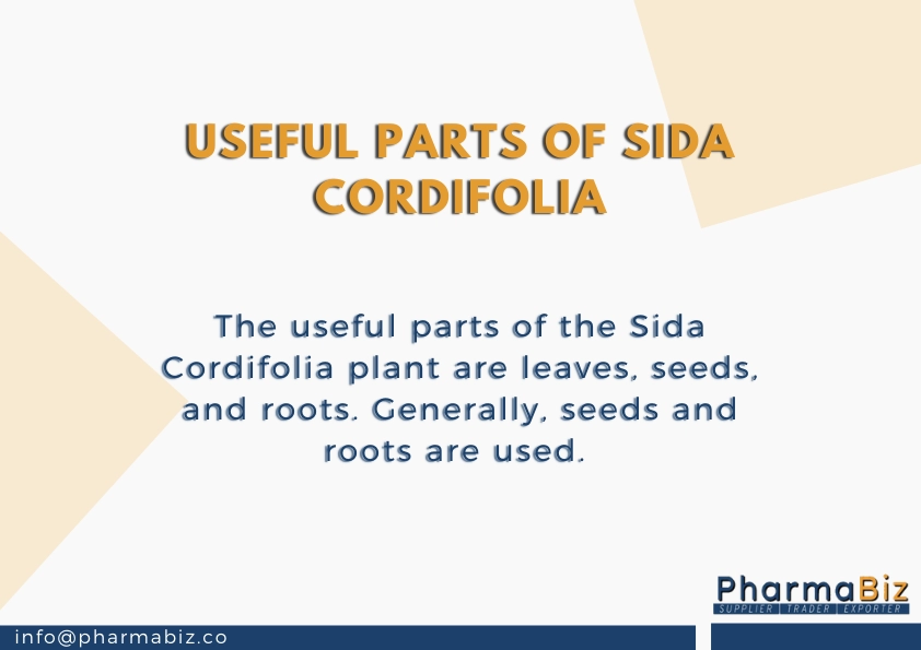 Bala | Country Mallow | Sida Cordifolia