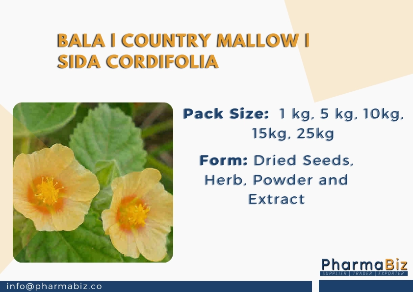 Bala | Country Mallow | Sida Cordifolia