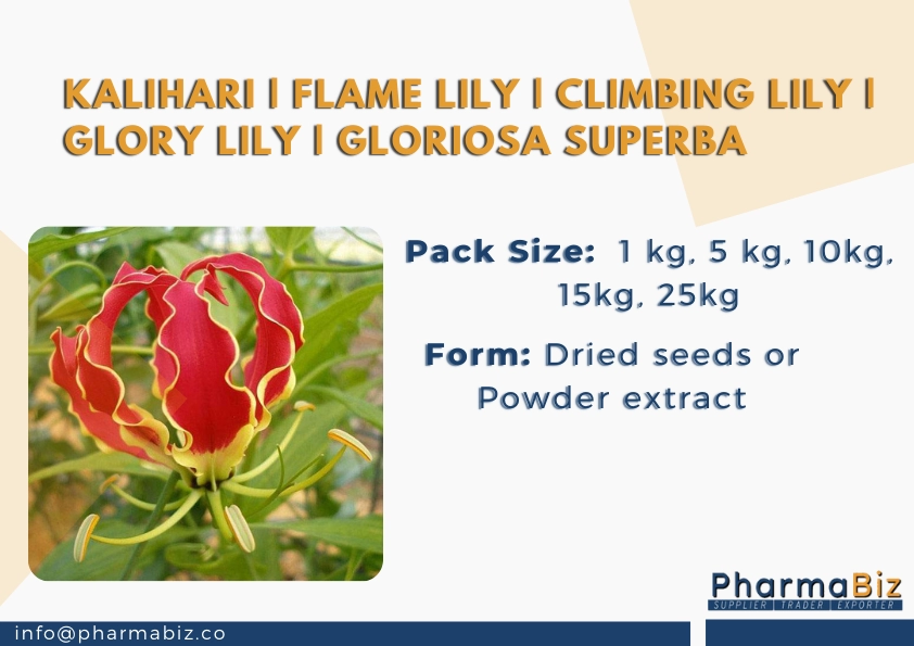 Kalihari | Flame lily | Climbing lily | Glory lily | Gloriosa Superba