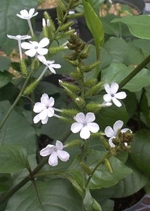 Chitrak |  White leadwort | Plumbago Zeylanica