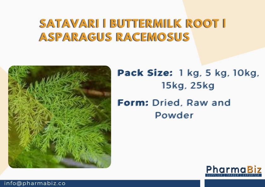 Shatavari| Buttermilk Root | Asparagus Racemosus