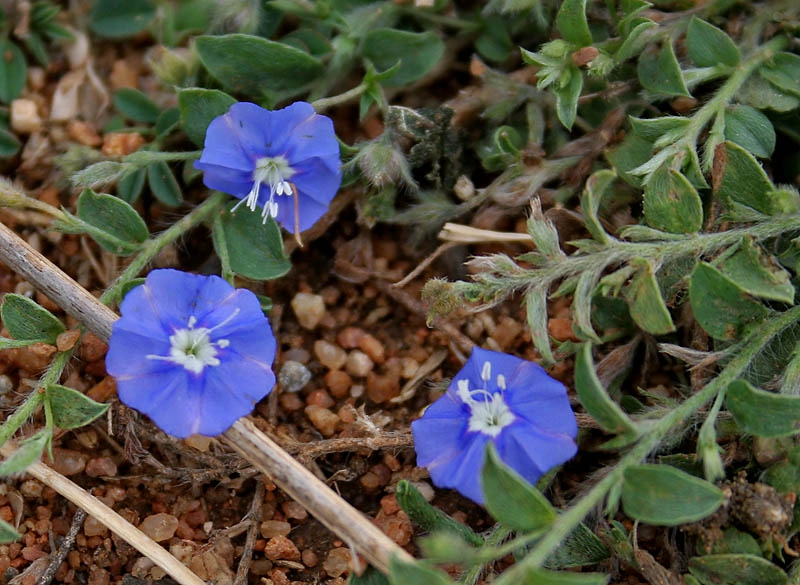 Shankhpushpi |  Dwarf Morning Glory | Evolvulus Alsinoides