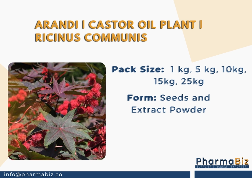 Arandi | Castor oil plant | Ricinus Communis