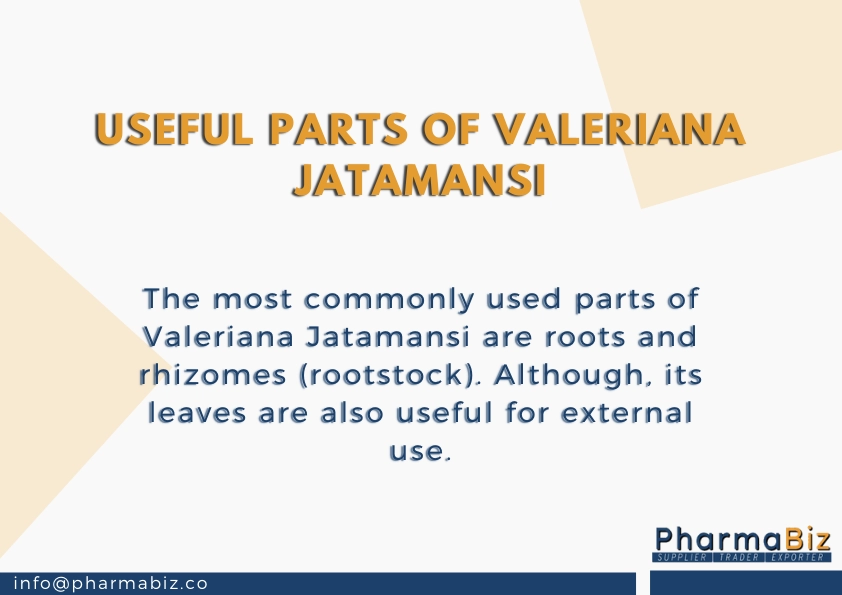 Tagar | Indian valerian | Valeriana Wallichii | Valeriana Jatamansi