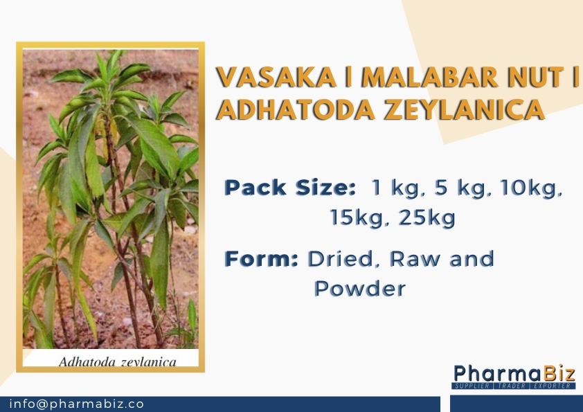 Vasaka | Malabar Nut | Adhatoda Zeylanica