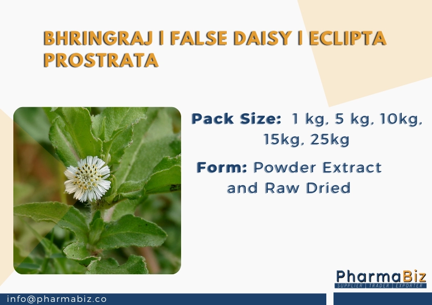 Bhringraj | False Daisy | Eclipta Prostrata