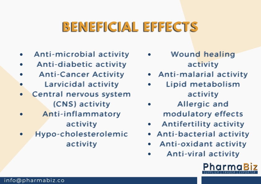 Chitrak |  White leadwort | Plumbago Zeylanica