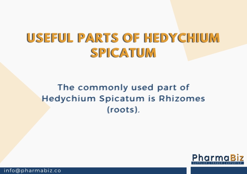 Shati | Kapoor kachari |  Spiked ginger lily| Hedychium Spicatum