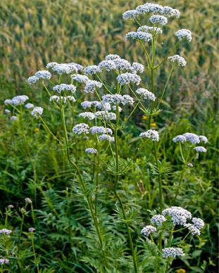 Tagar | Indian valerian | Valeriana Wallichii | Valeriana Jatamansi