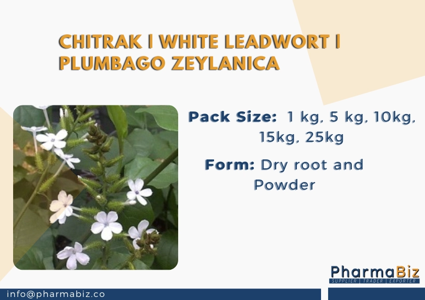 Chitrak |  White leadwort | Plumbago Zeylanica