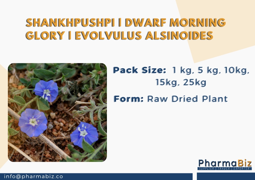 Shankhpushpi |  Dwarf Morning Glory | Evolvulus Alsinoides