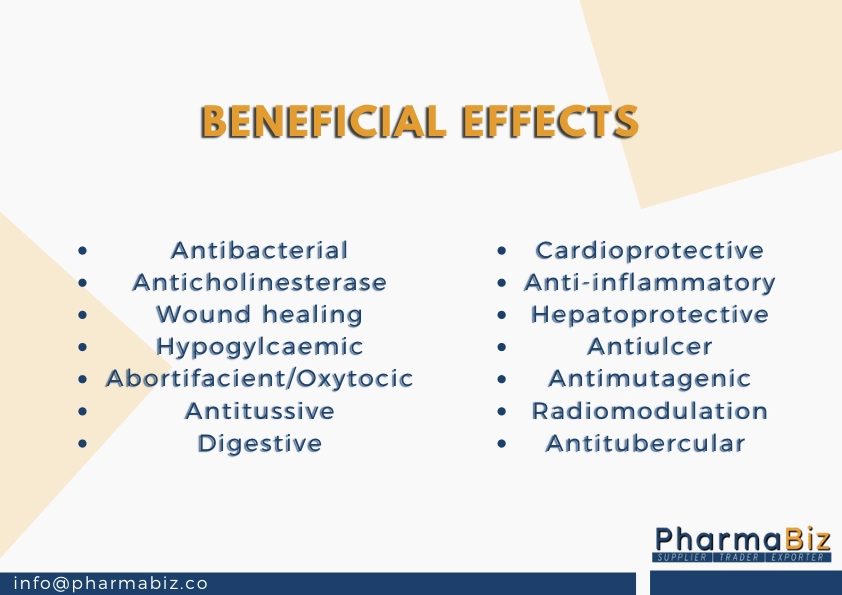 Vasaka | Malabar Nut | Adhatoda Zeylanica