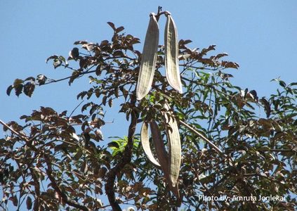 Shyonaka | Sonapatha | Indian trumpet tree | Oroxylum Indicum