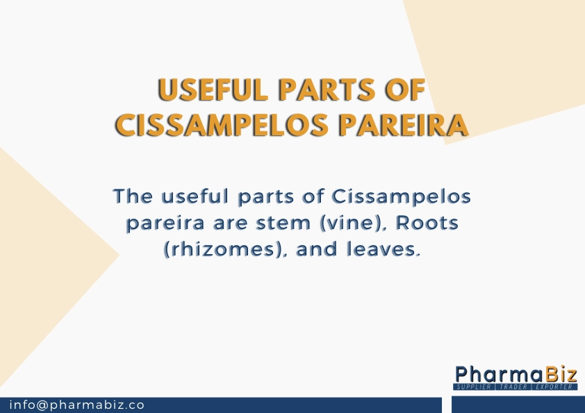 Abuta | velvetleaf | Cissampelos pareira