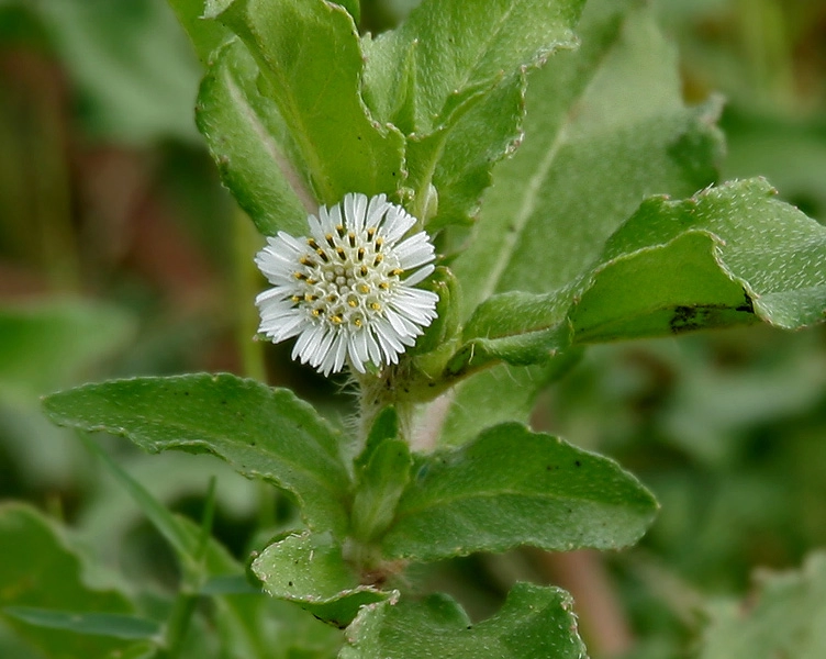 Bhringraj | False Daisy | Eclipta Prostrata