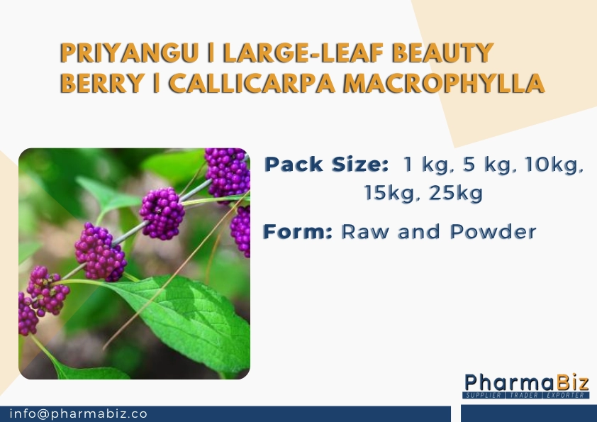 Priyangu | Large-Leaf Beauty Berry | Callicarpa macrophylla
