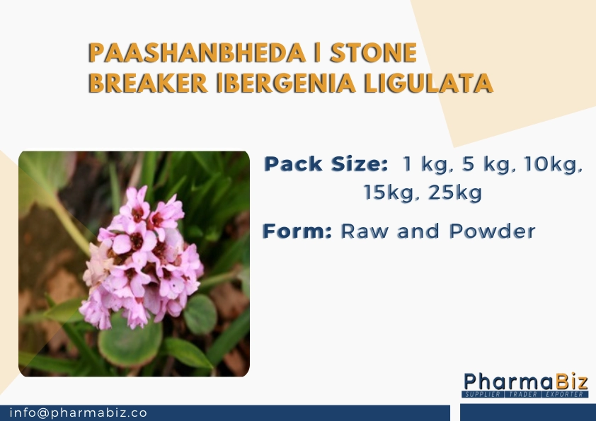 Paashanbheda | Stone breaker |Bergenia Ligulata