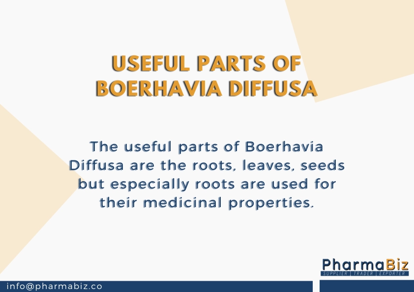 Punarnava | Santhi | Red Spiderling | Boerhavia diffusa