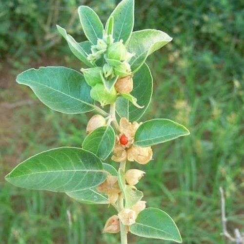 Ashwagandha | Indian ginseng | Withania Somnifera