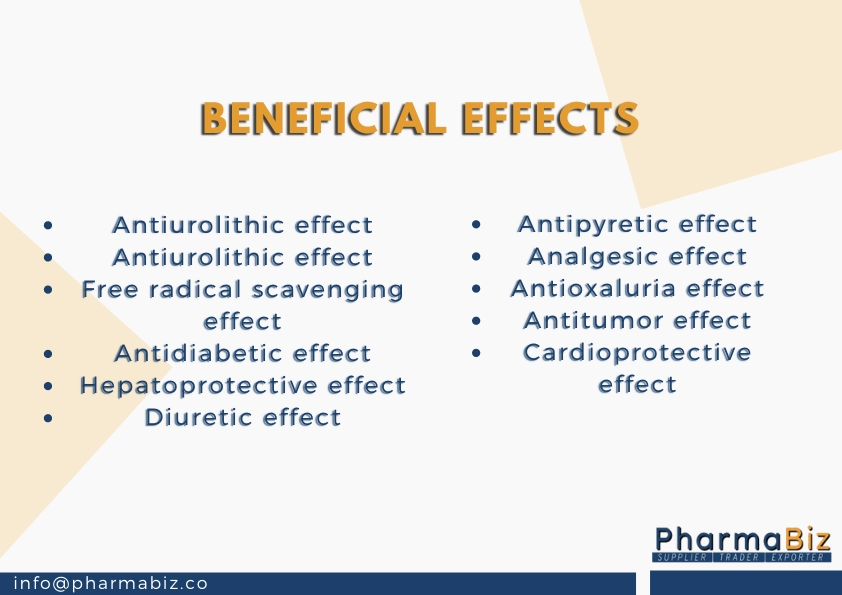 Paashanbheda | Stone breaker |Bergenia Ligulata