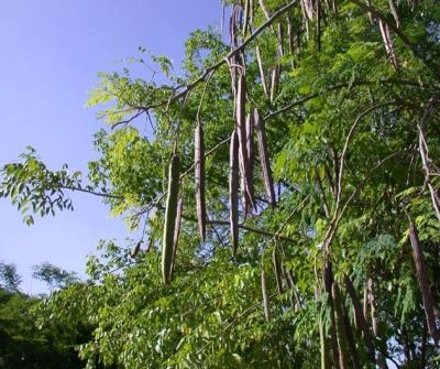 Moringa Oleifera  | Drumstick Tree | Shigru 