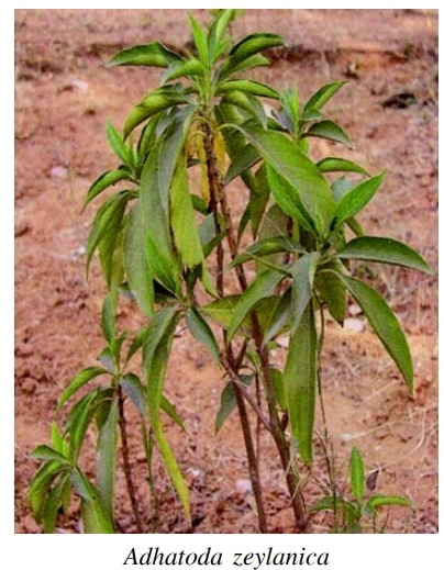 Vasaka | Malabar Nut | Adhatoda Zeylanica