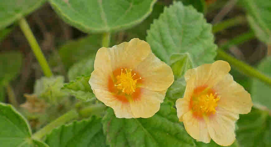Bala | Country Mallow | Sida Cordifolia