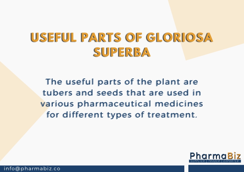 Kalihari | Flame lily | Climbing lily | Glory lily | Gloriosa Superba