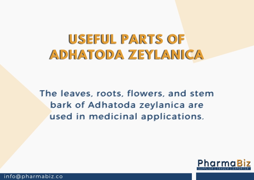 Vasaka | Malabar Nut | Adhatoda Zeylanica