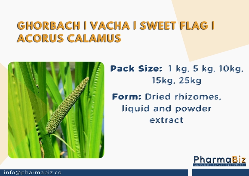 Ghorbach | Vacha | Sweet Flag | Acorus Calamus