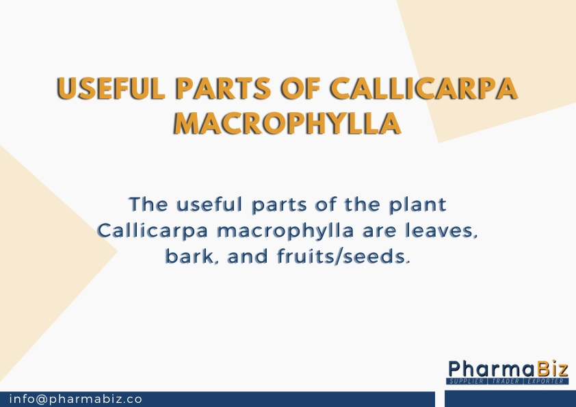 Priyangu | Large-Leaf Beauty Berry | Callicarpa macrophylla