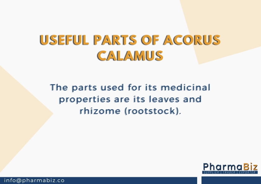 Ghorbach | Vacha | Sweet Flag | Acorus Calamus