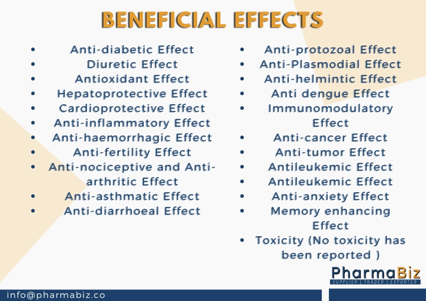 Abuta | velvetleaf | Cissampelos pareira