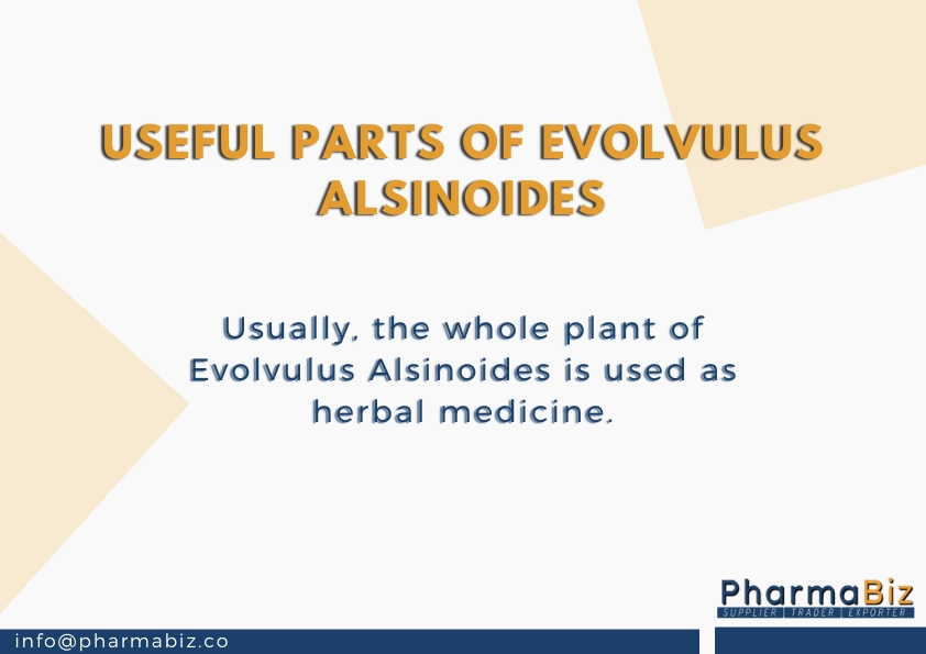 Shankhpushpi |  Dwarf Morning Glory | Evolvulus Alsinoides