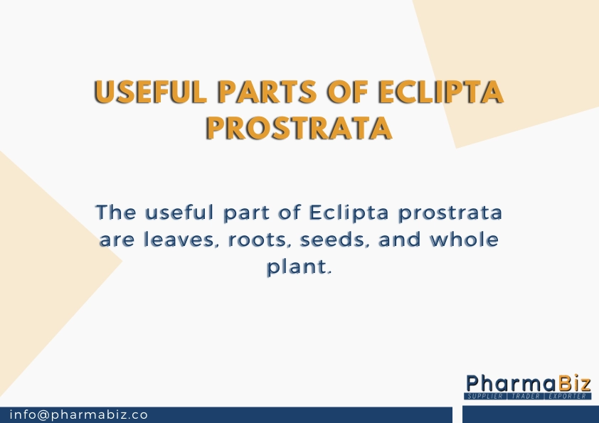 Bhringraj | False Daisy | Eclipta Prostrata