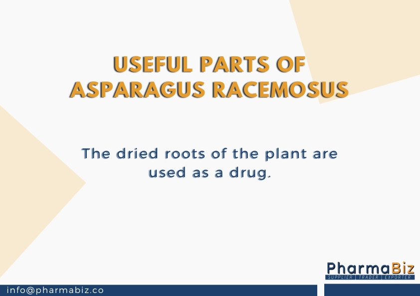 Shatavari| Buttermilk Root | Asparagus Racemosus