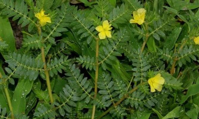 Gokhru | Caltrops | Tribulus Terrestris