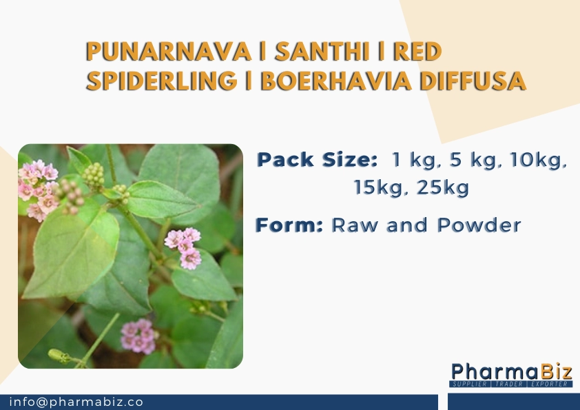 Punarnava | Santhi | Red Spiderling | Boerhavia diffusa