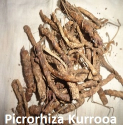 Kutki | Picrorhiza Kurrooa
