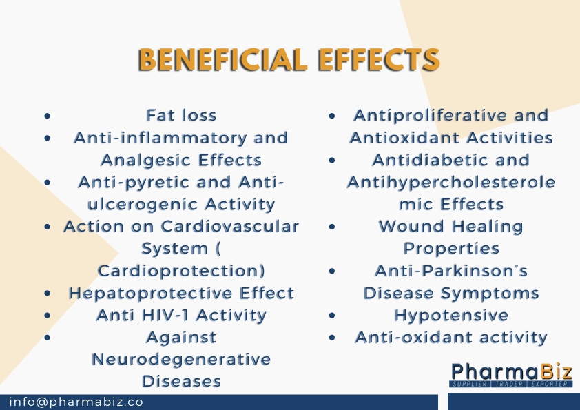 Bala | Country Mallow | Sida Cordifolia