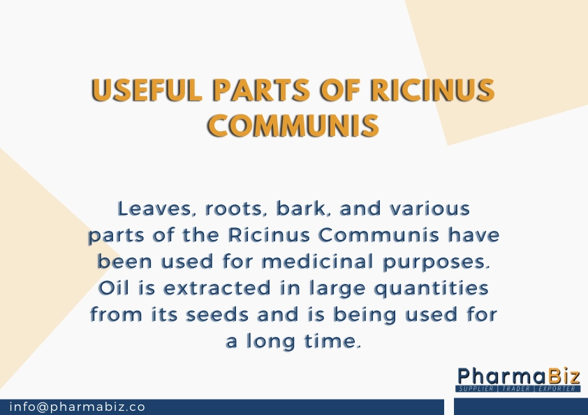 Arandi | Castor oil plant | Ricinus Communis