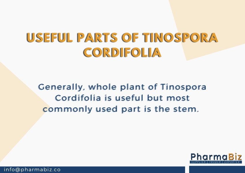 Giloy | Heartleaf moonseed | Tinospora Cordifolia