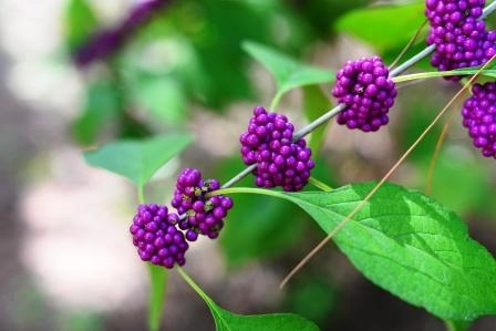 Priyangu | Large-Leaf Beauty Berry | Callicarpa macrophylla